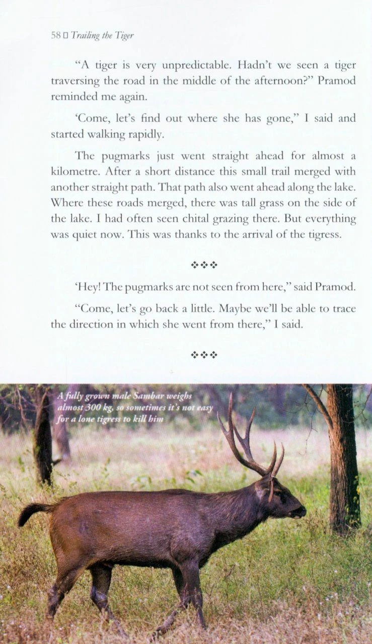 Trailing The Tiger 5 Trailing The Tiger - Image 3