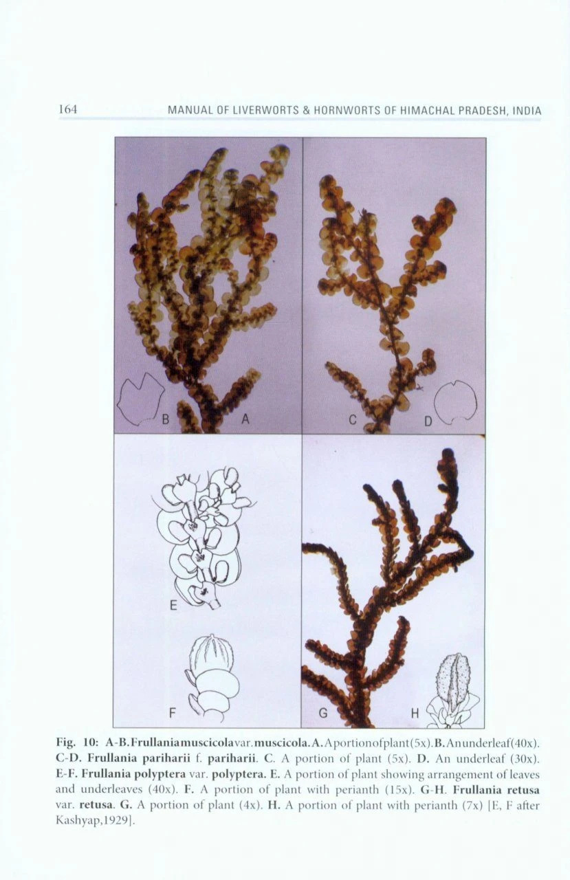Manual Of Liverworts & Hornworts Of Himachal Pradesh, India 6 Manual Of Liverworts & Hornworts Of Himachal Pradesh, India - Image 4