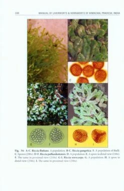 Manual Of Liverworts & Hornworts Of Himachal Pradesh, India 11 Manual Of Liverworts & Hornworts Of Himachal Pradesh, India -Wildlife Professional Books 226233 4