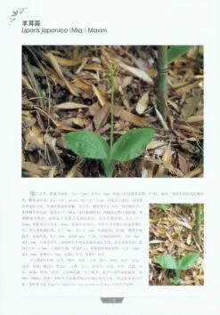 Native Orchids Of Shaanxi [English / Chinese] -Wildlife Professional Books 226587 3