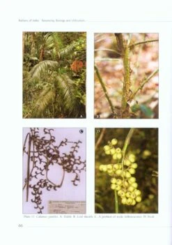 Rattans Of India 8 Rattans Of India -Wildlife Professional Books 226712 1