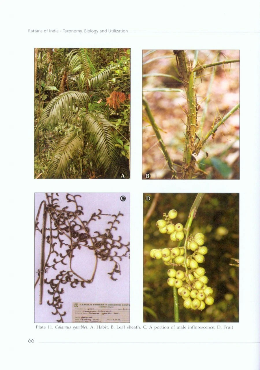 Rattans Of India 4 Rattans Of India - Image 2