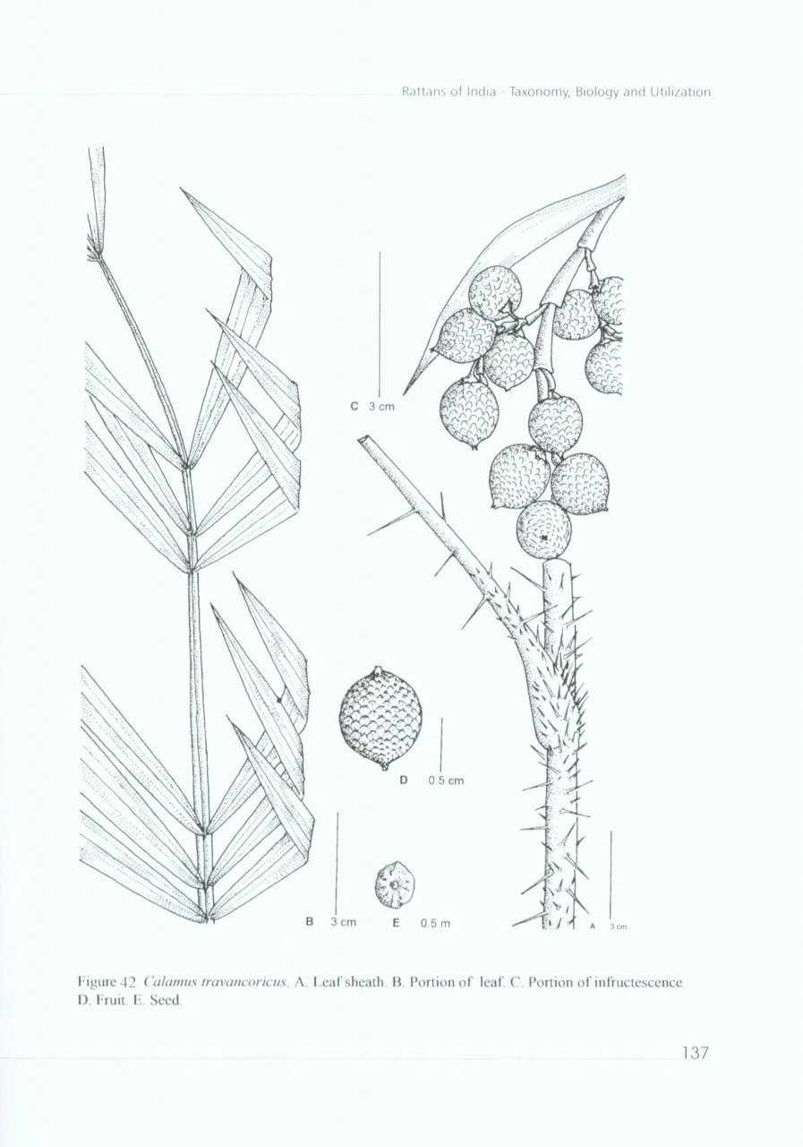 Rattans Of India 5 Rattans Of India - Image 3