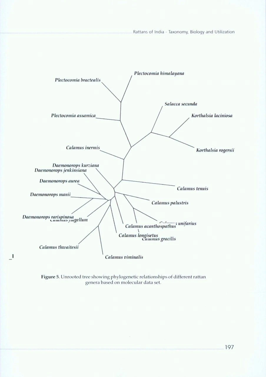Rattans Of India 6 Rattans Of India - Image 4