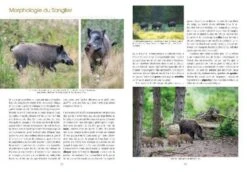 Le Sanglier: Rencontres Privilégiées Avec La Bête Noire [The Boar: Privileged Meetings With The Black Beast] -Wildlife Professional Books 226895 2