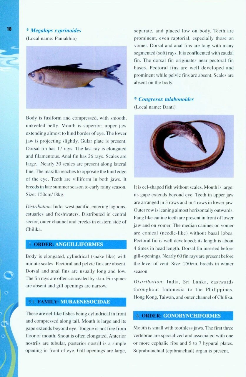 Fish Atlas Of Chilika 4 Fish Atlas Of Chilika - Image 2