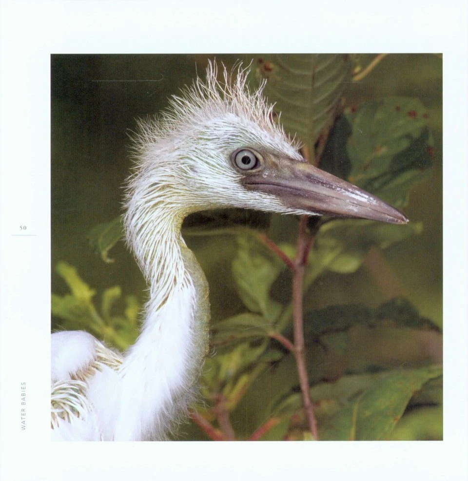 Water Babies 4 Water Babies - Image 2