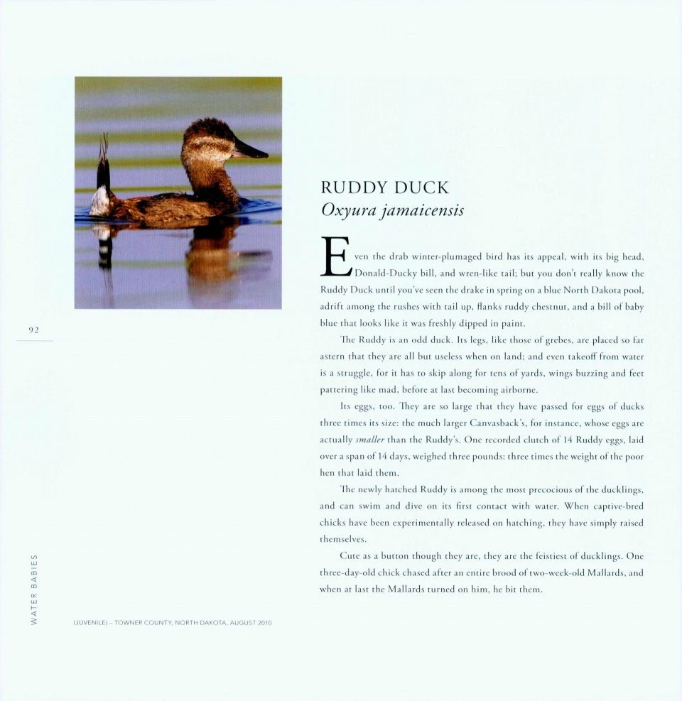 Water Babies 5 Water Babies - Image 3