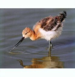 Water Babies 10 Water Babies -Wildlife Professional Books 227070 3