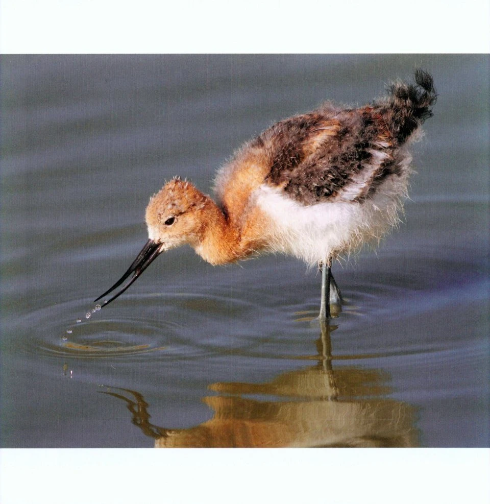 Water Babies 6 Water Babies - Image 4