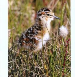 Water Babies 11 Water Babies -Wildlife Professional Books 227070 4