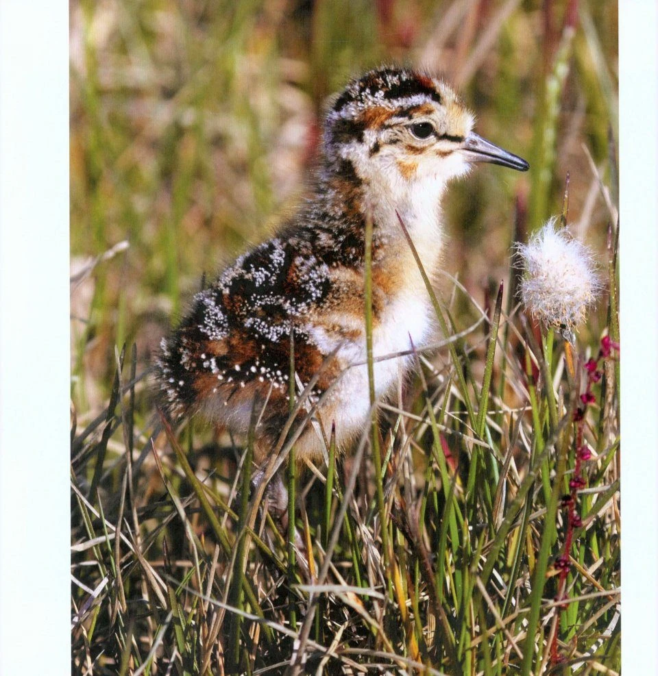 Water Babies 7 Water Babies - Image 5