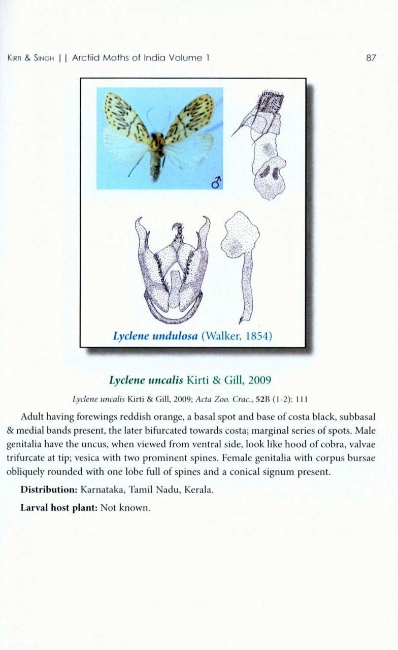Arctiid Moths Of India, Volume 1 5 Arctiid Moths Of India, Volume 1 - Image 3