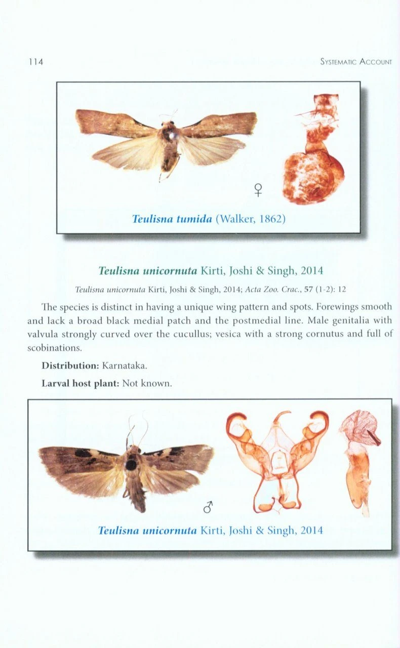 Arctiid Moths Of India, Volume 1 6 Arctiid Moths Of India, Volume 1 - Image 4