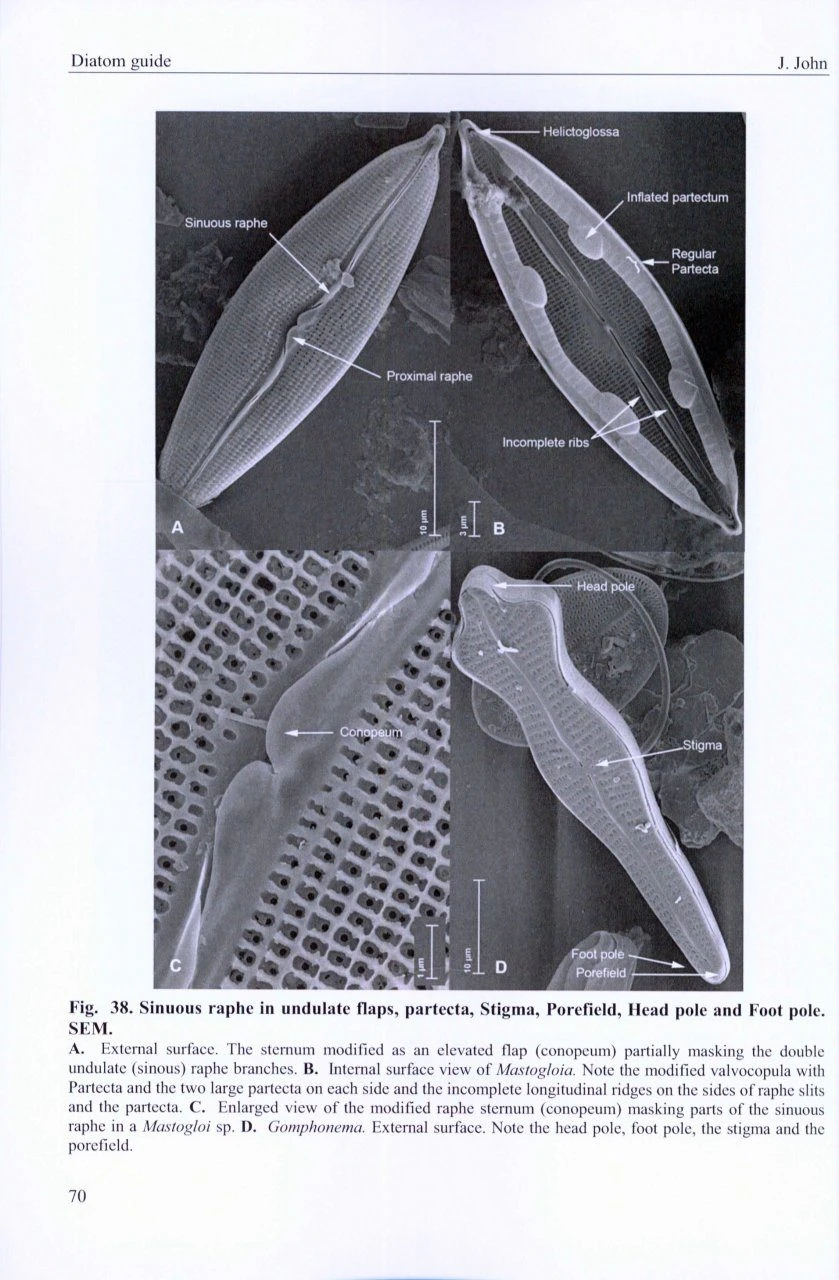 A Beginner's Guide To Diatoms 5 A Beginner's Guide To Diatoms - Image 3