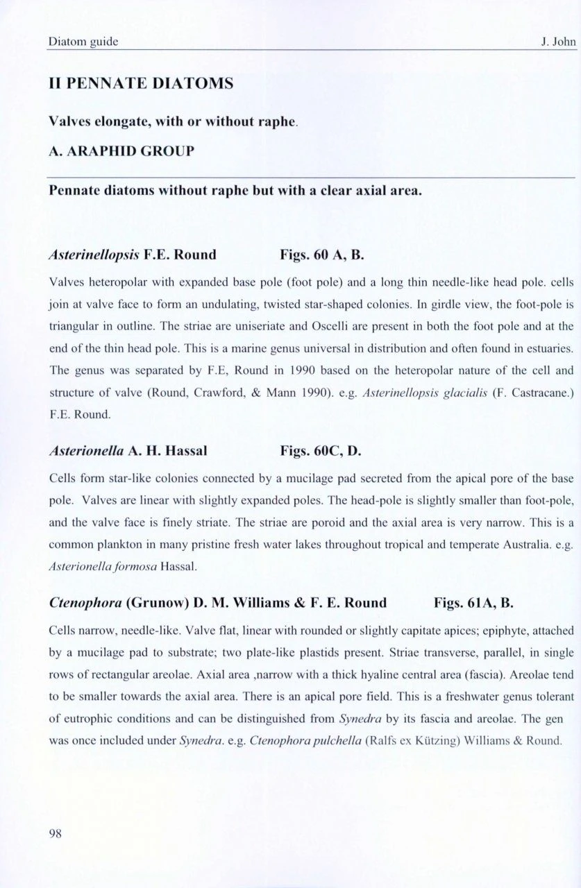 A Beginner's Guide To Diatoms 6 A Beginner's Guide To Diatoms - Image 4