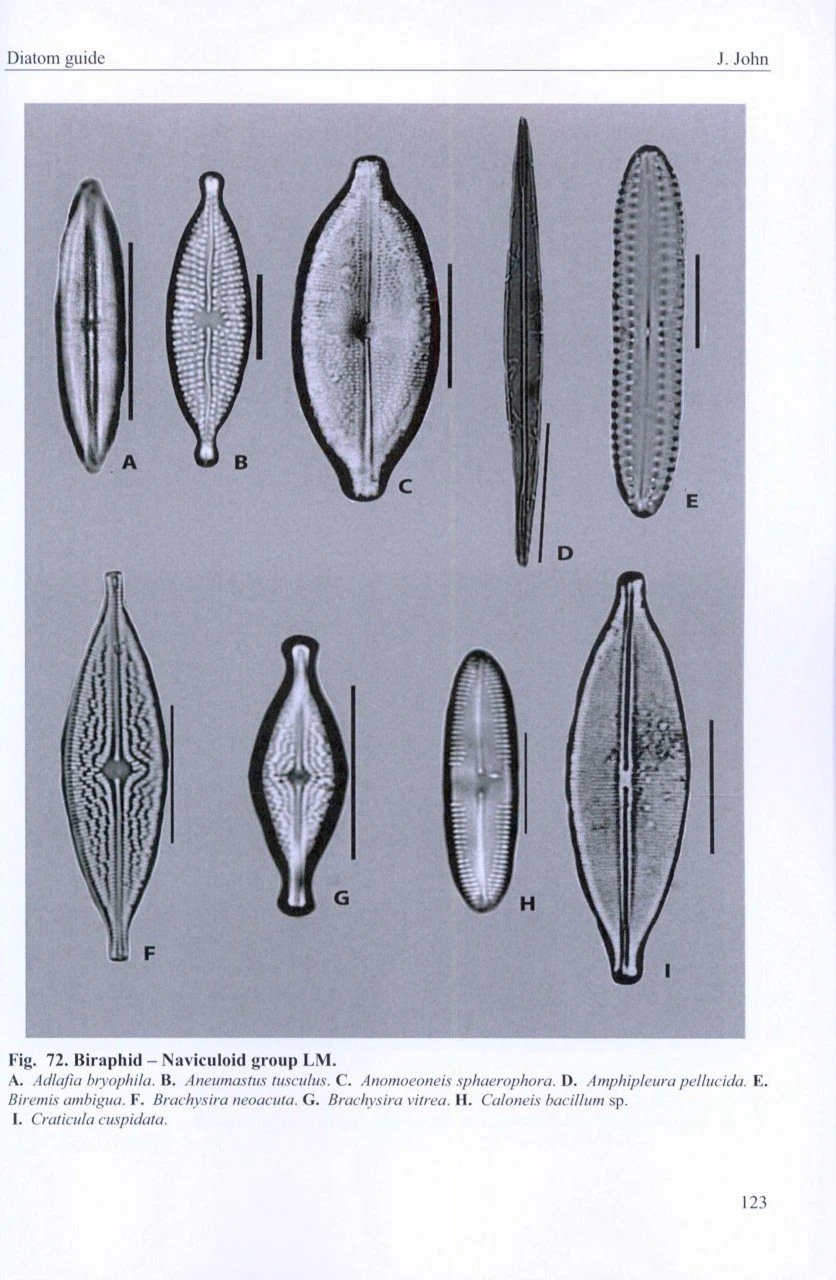 A Beginner's Guide To Diatoms 7 A Beginner's Guide To Diatoms - Image 5