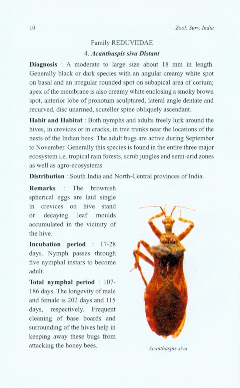 Handbook On Major Hemipteran Predators Of India 4 Handbook On Major Hemipteran Predators Of India - Image 2