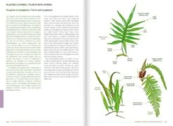 Remarkable Plants Of Vanuatu / Plantes Remarquables Du Vanuatu 12 Remarkable Plants Of Vanuatu / Plantes Remarquables Du Vanuatu -Wildlife Professional Books 227422 4