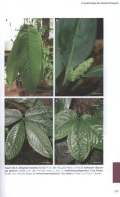 Aracées De Guyane Française [Araceae Of French Guiana] -Wildlife Professional Books 227570 3