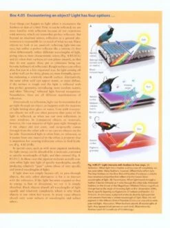 Handbook Of Bird Biology 9 Handbook Of Bird Biology -Wildlife Professional Books 227756 1