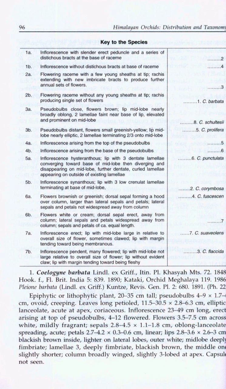 Himalayan Orchids 5 Himalayan Orchids - Image 3