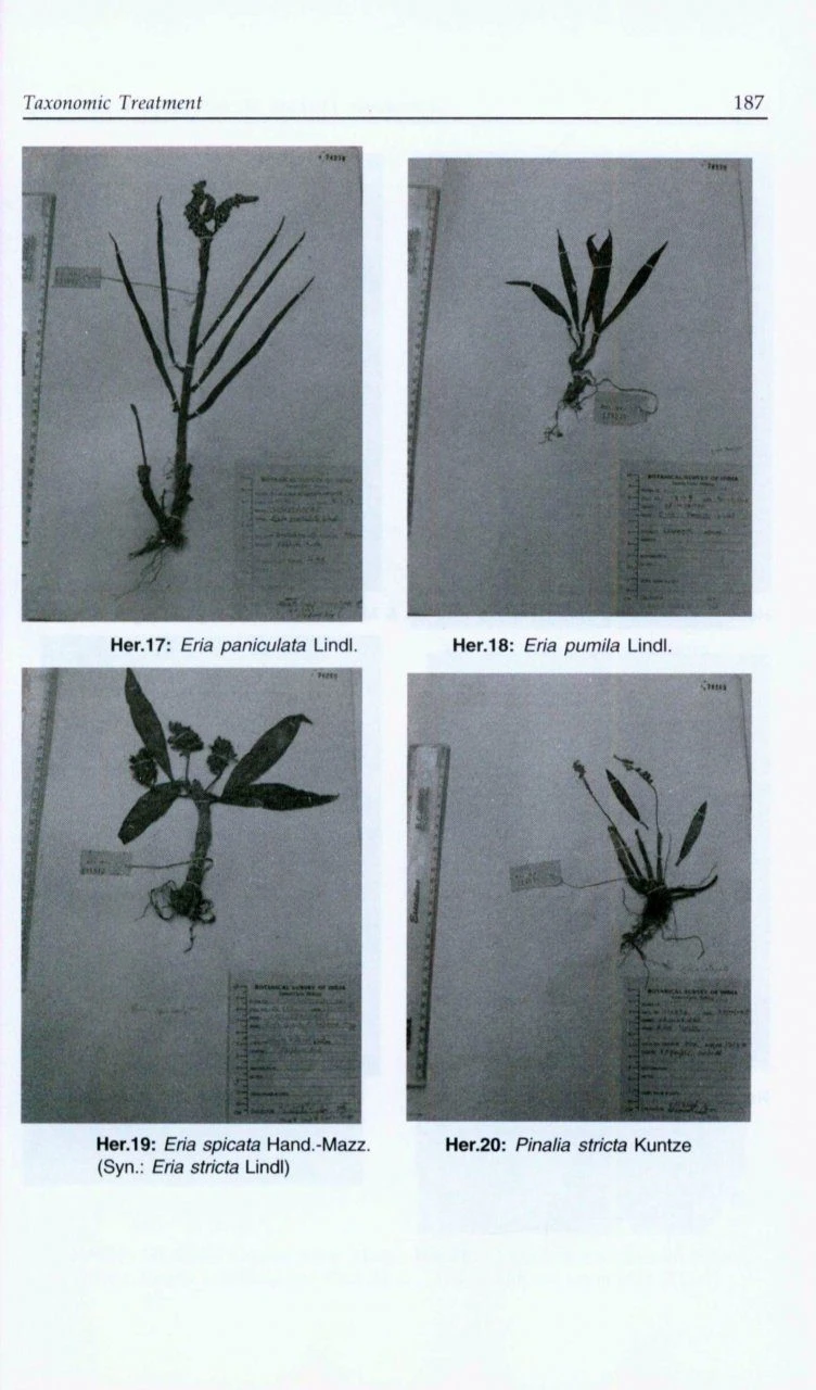 Himalayan Orchids 6 Himalayan Orchids - Image 4