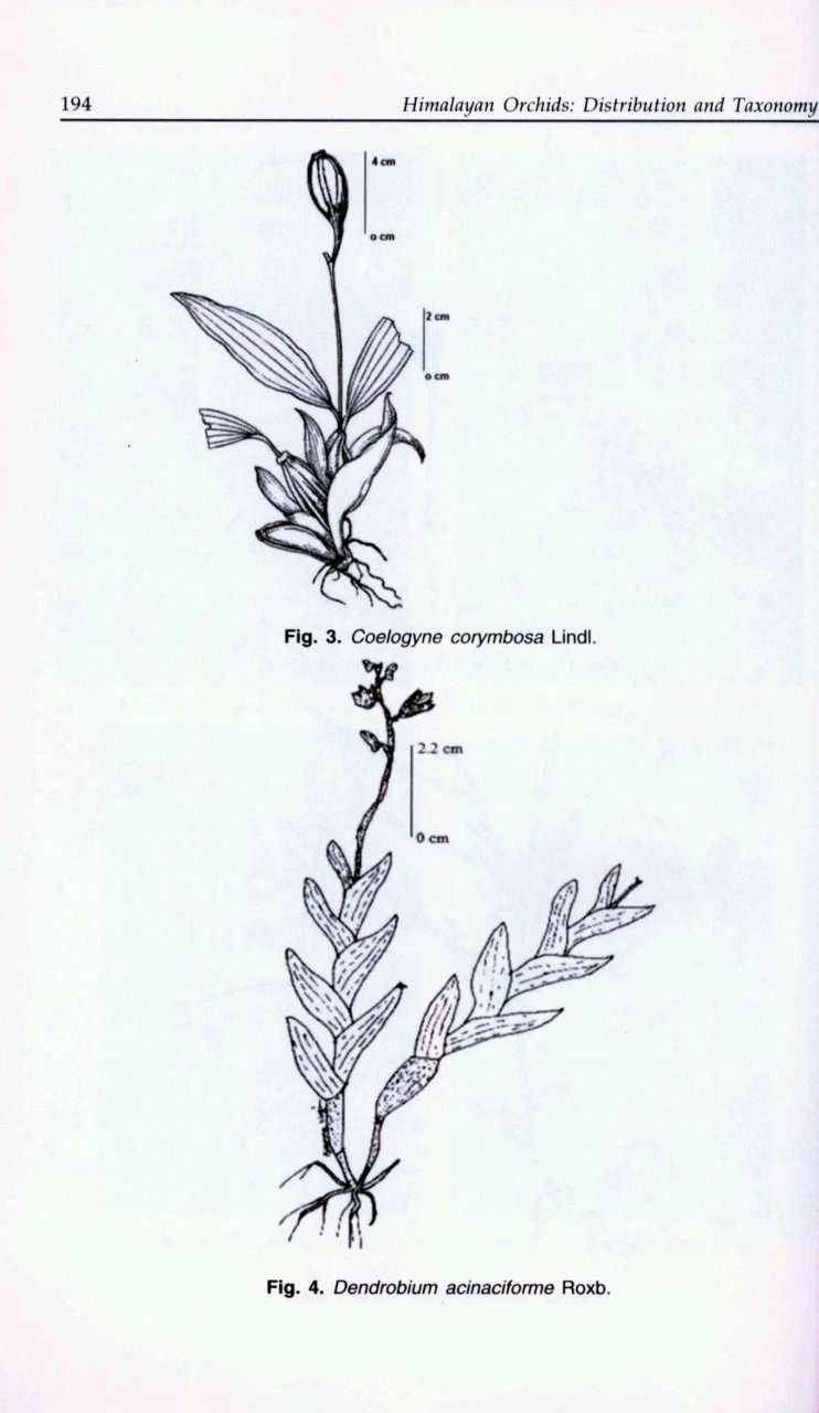 Himalayan Orchids 7 Himalayan Orchids - Image 5