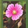 Flora Of Solapur District -Wildlife Professional Books 228066