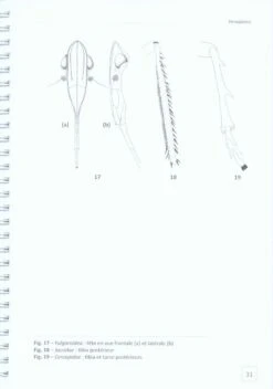 Clé D'Identification Des Principales Familles D'Insectes D'Europe [Identification Keys To The Principal Insect Families Of Europe] -Wildlife Professional Books 228083 2
