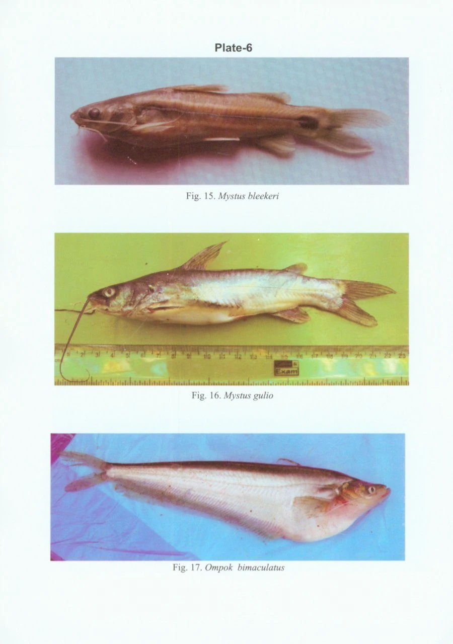 Fauna Of Budhabalanga Estuary, Balasore District, Odisha (w.s.r. To Fishes And Crustaceans) 5 Fauna Of Budhabalanga Estuary, Balasore District, Odisha (w.s.r. To Fishes And Crustaceans) - Image 3