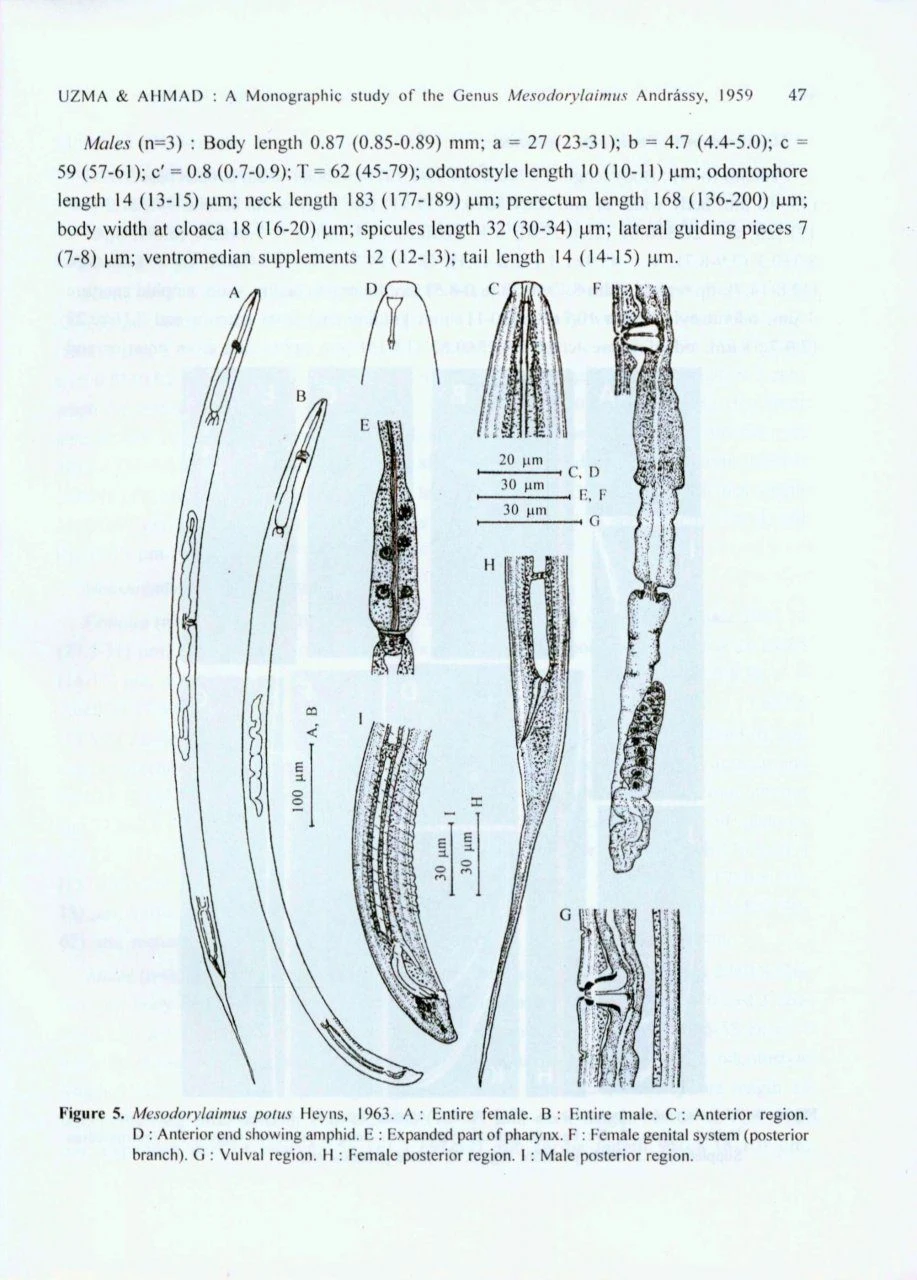 The Genus Mesodorylaimus Andrássy, 1959 (Nematoda: Dorylaimida) 5 The Genus Mesodorylaimus Andrássy, 1959 (Nematoda: Dorylaimida) - Image 3