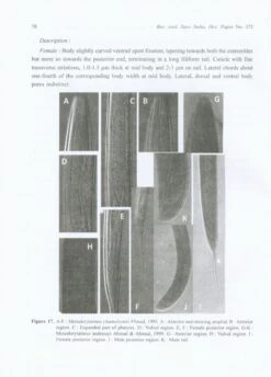 The Genus Mesodorylaimus Andrássy, 1959 (Nematoda: Dorylaimida) 9 The Genus Mesodorylaimus Andrássy, 1959 (Nematoda: Dorylaimida) -Wildlife Professional Books 228159 3