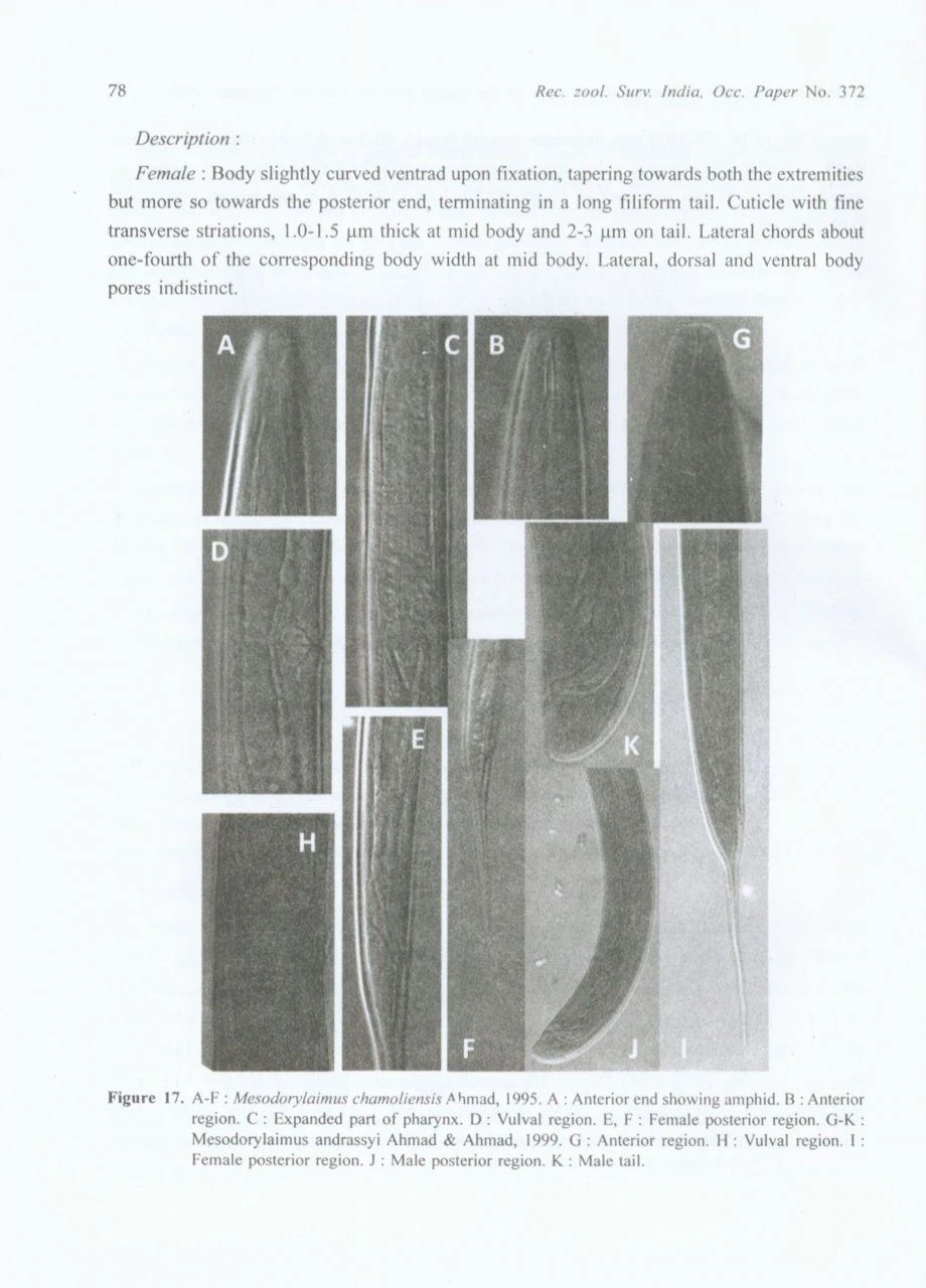 The Genus Mesodorylaimus Andrássy, 1959 (Nematoda: Dorylaimida) 6 The Genus Mesodorylaimus Andrássy, 1959 (Nematoda: Dorylaimida) - Image 4
