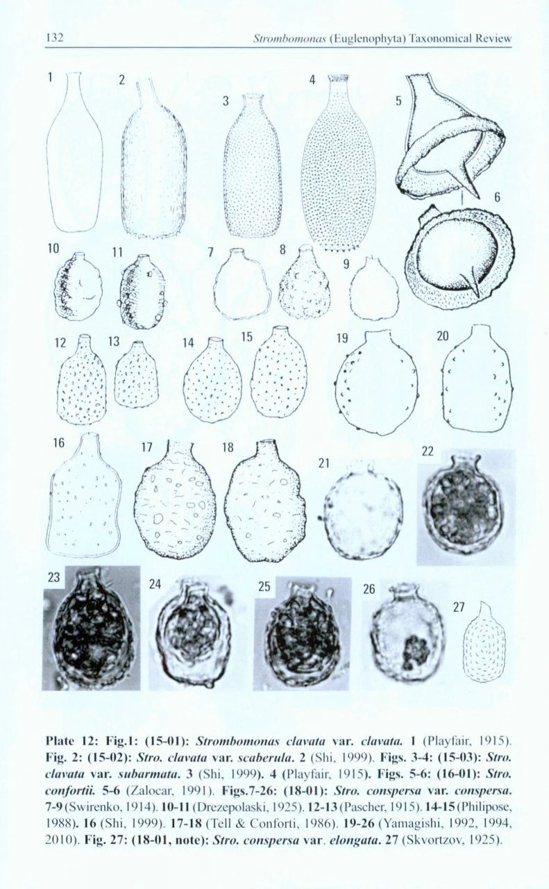 Strombomonas (Euglenophyta) Taxonomical Review 5 Strombomonas (Euglenophyta) Taxonomical Review - Image 3
