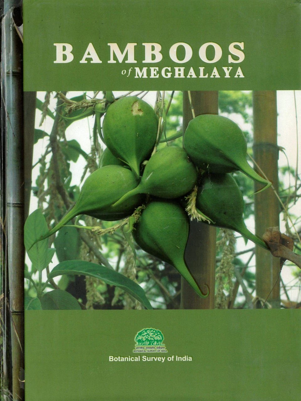 Bamboos Of Meghalaya 3 Bamboos Of Meghalaya