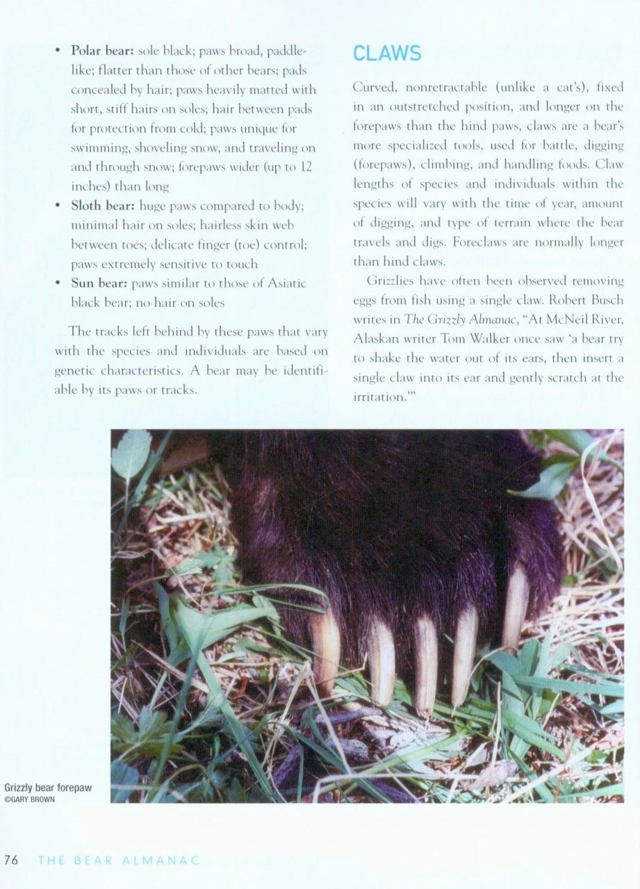 The Bear Almanac 4 The Bear Almanac - Image 2