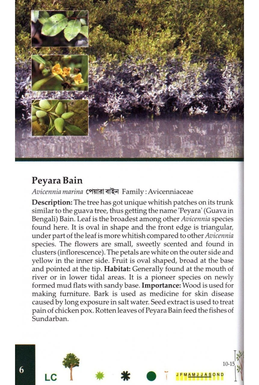 Common Mangroves Of Sundarbans 4 Common Mangroves Of Sundarbans - Image 2