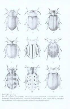 Chinese Leaf Beetles 9 Chinese Leaf Beetles -Wildlife Professional Books 228426 2