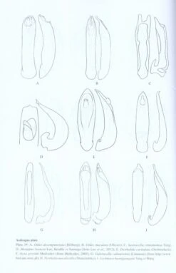 Chinese Leaf Beetles 10 Chinese Leaf Beetles -Wildlife Professional Books 228426 3