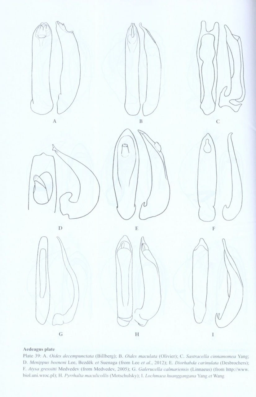 Chinese Leaf Beetles 6 Chinese Leaf Beetles - Image 4