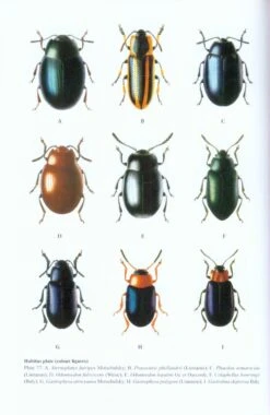 Chinese Leaf Beetles 11 Chinese Leaf Beetles -Wildlife Professional Books 228426 4