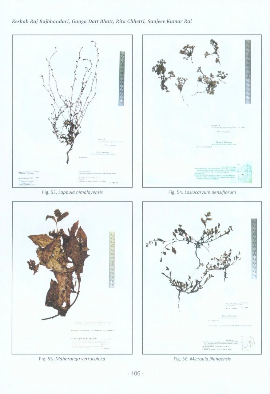 Catalogue Of Nepalese Flowering Plants: Supplement 1 5 Catalogue Of Nepalese Flowering Plants: Supplement 1 - Image 3
