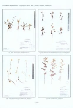 Catalogue Of Nepalese Flowering Plants: Supplement 1 10 Catalogue Of Nepalese Flowering Plants: Supplement 1 -Wildlife Professional Books 228768 3