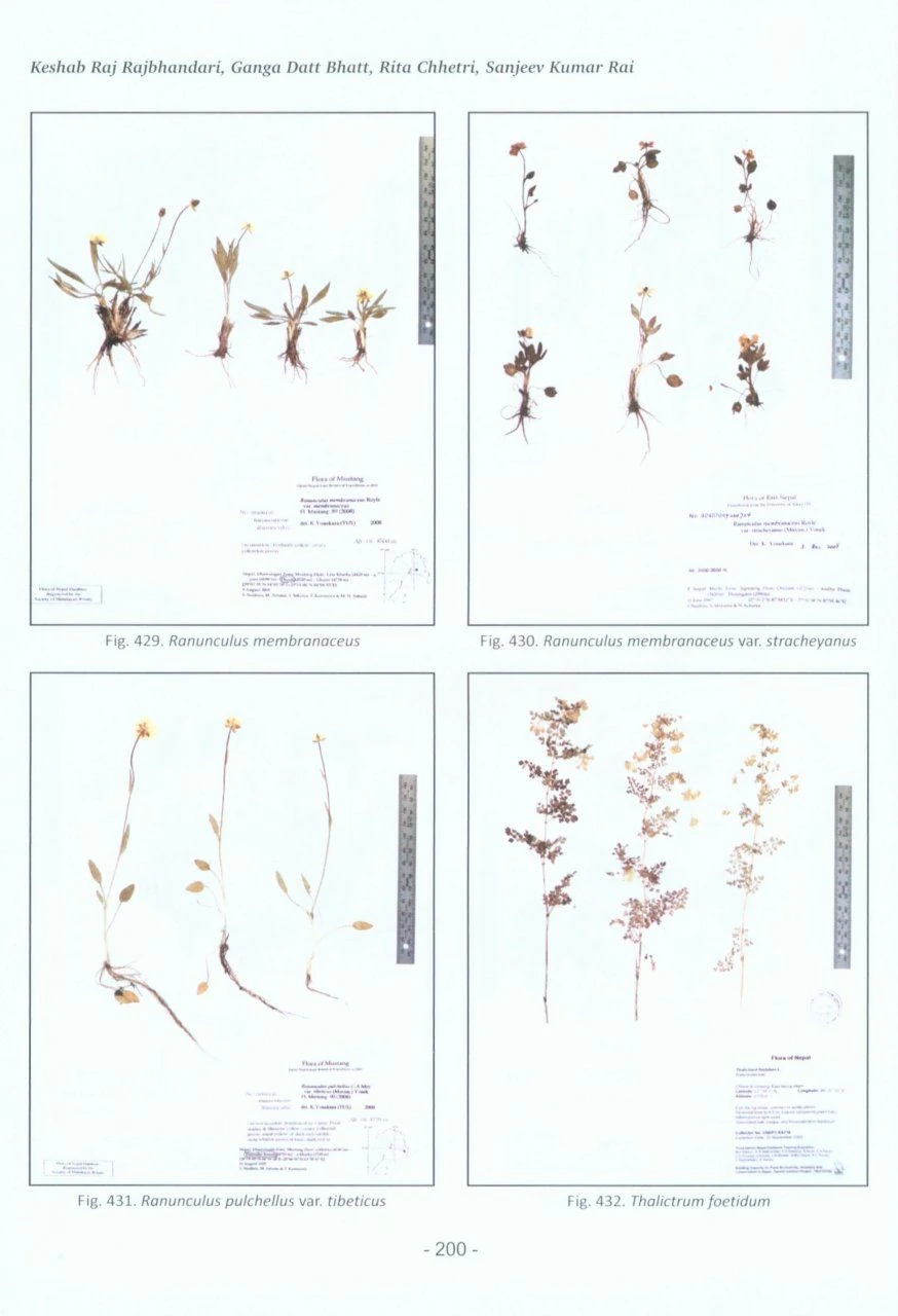Catalogue Of Nepalese Flowering Plants: Supplement 1 6 Catalogue Of Nepalese Flowering Plants: Supplement 1 - Image 4