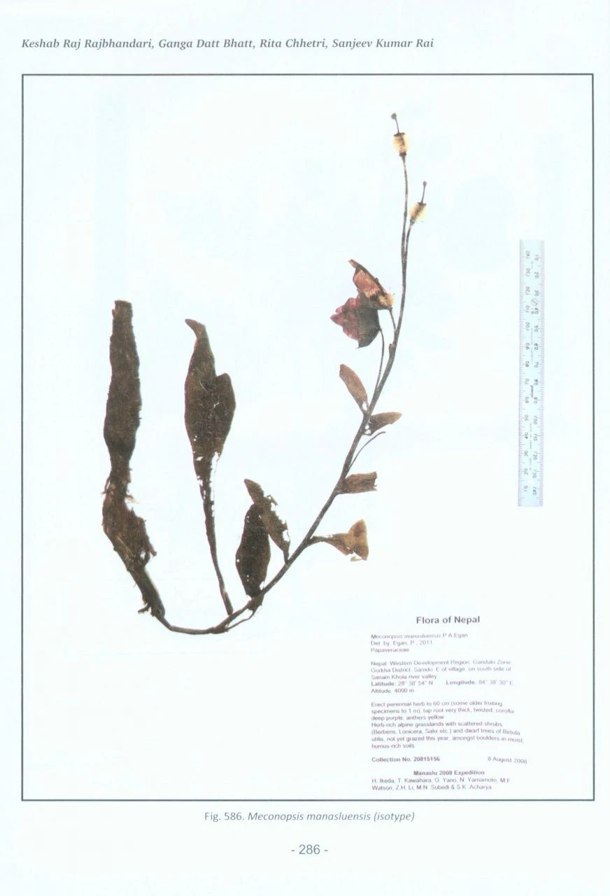 Catalogue Of Nepalese Flowering Plants: Supplement 1 7 Catalogue Of Nepalese Flowering Plants: Supplement 1 - Image 5