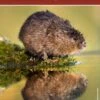 The Water Vole Mitigation Handbook 2 The Water Vole Mitigation Handbook -Wildlife Professional Books 228840