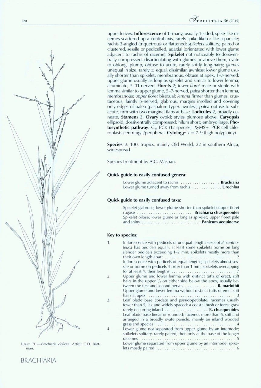 Identification Guide To Southern African Grasses 4 Identification Guide To Southern African Grasses - Image 2