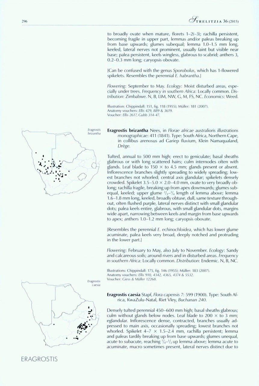 Identification Guide To Southern African Grasses 5 Identification Guide To Southern African Grasses - Image 3