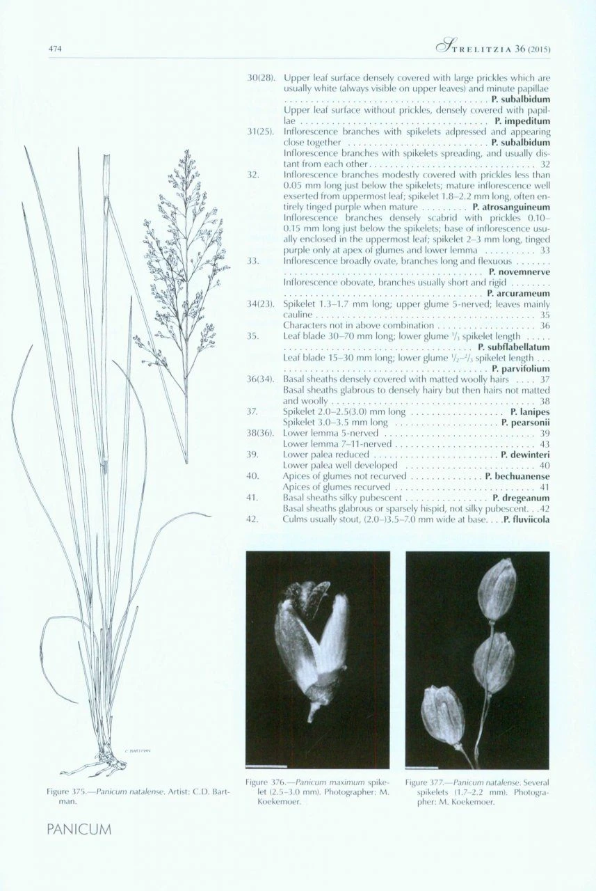 Identification Guide To Southern African Grasses 6 Identification Guide To Southern African Grasses - Image 4